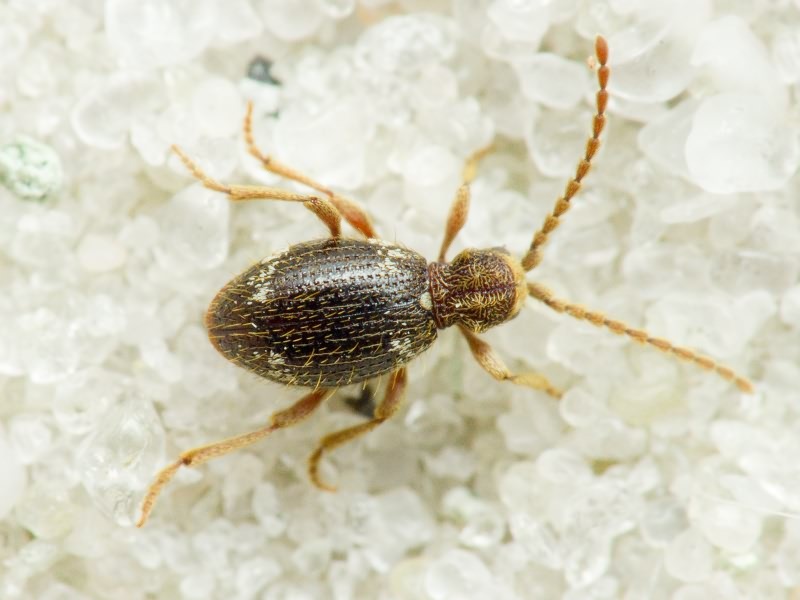 Ptinus rufipes Olivier, 1790